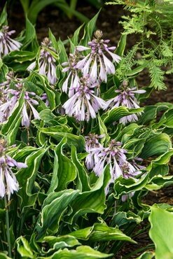 Hosta Praying Hands 3 Litre