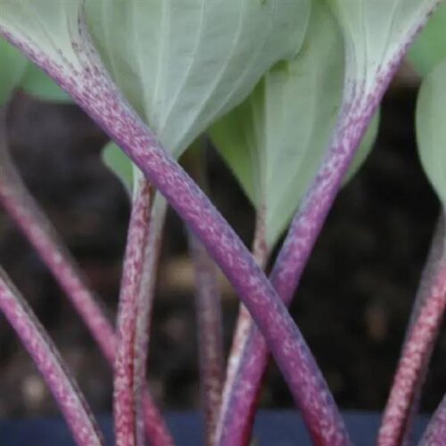 Hosta Purple Heart 3 Litre