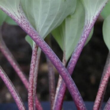 Hosta Purple Heart 3 Litre