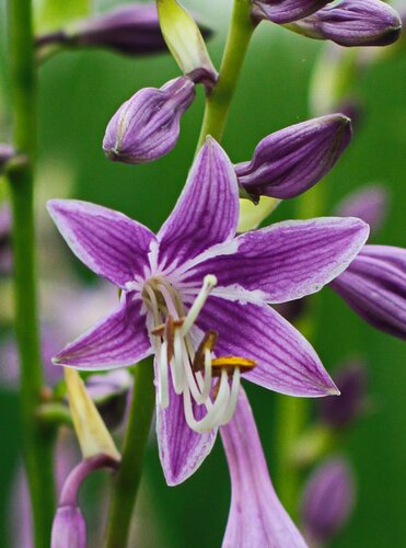 Hosta Purple Sensation 3 Litre