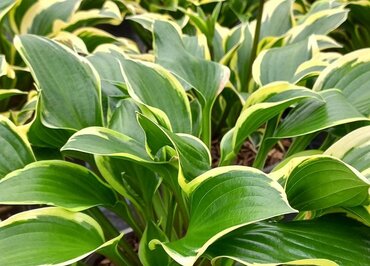Hosta Queen Josephine 3 Litre