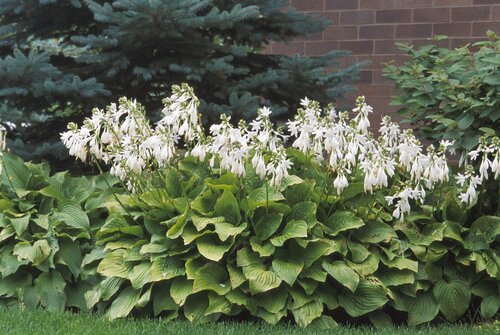 Hosta Royal Standard 5 Litre