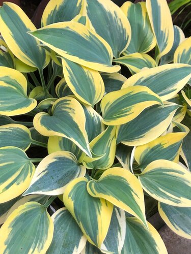 Hosta Shadowland Autumn Frost 2 Litre