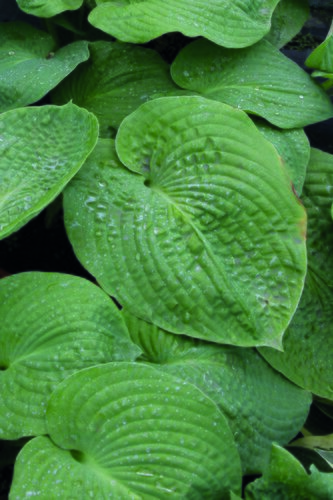 Hosta Sieboldiana 5 Litre