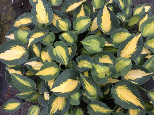 Hosta Smash Hit 3 Litre