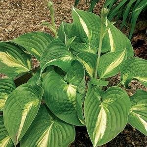Hosta Snake Eyes 3 Litre