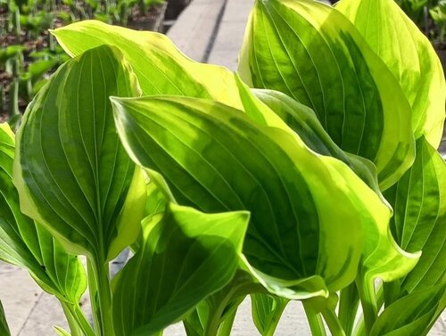 Hosta So Sweet 3 Litre