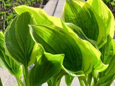 Hosta So Sweet 3 Litre