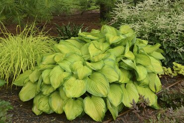 Hosta Stained Glass 5 Litre