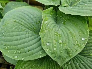 Hosta Sum & Substance 2 litre