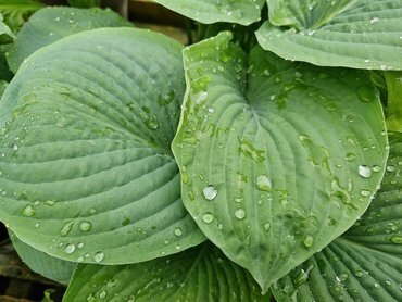 Hosta Sum & Substance 3 Litre