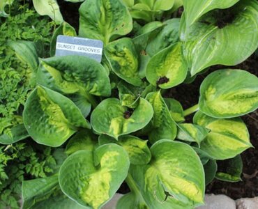 Hosta Sunset Grooves 3 Litre