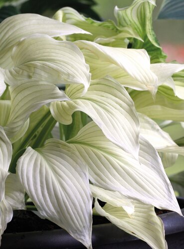 Hosta White Feather 3 Litre
