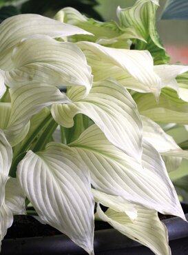 Hosta White Feather 3 Litre
