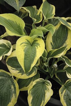 Hosta Wide Brim 5 Litre
