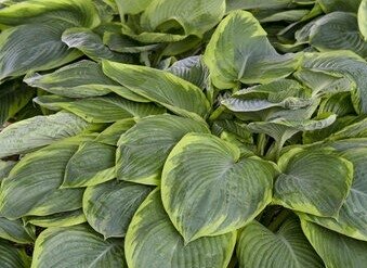 Hosta Wu La La 2 Litre