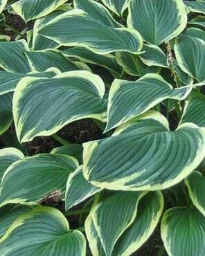 Hosta Yellow River 5 Litre