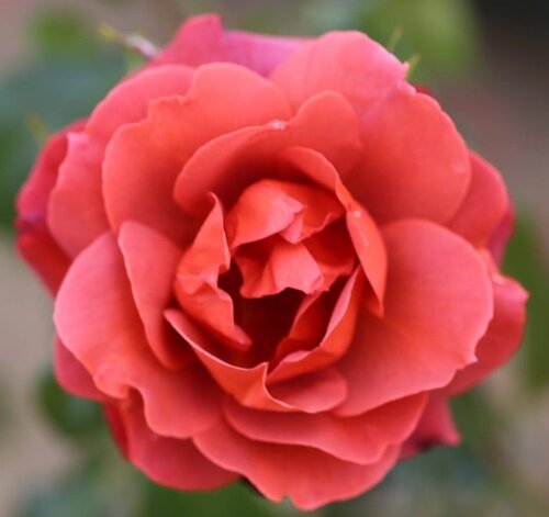 Hot Chocolate Bush Rose 3 Litre - image 1