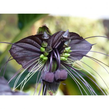 Houseplant Seeds (Bat Flower) - image 2
