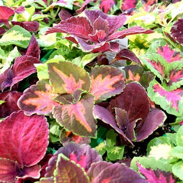 Houseplant Seeds (Coleus Blaze Collection)