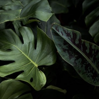 Houseplants