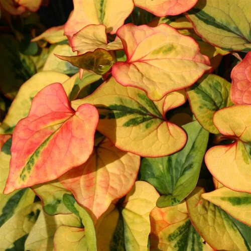 Houttuynia cordata 'Flame' 2 Litre