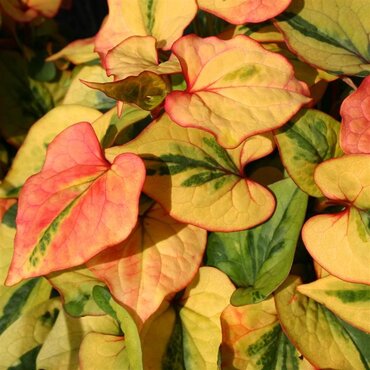 Houttuynia cordata 'Flame' 2 Litre