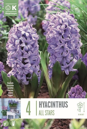 Hyacinth All Stars