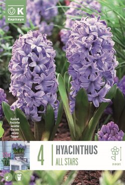 Hyacinth All Stars