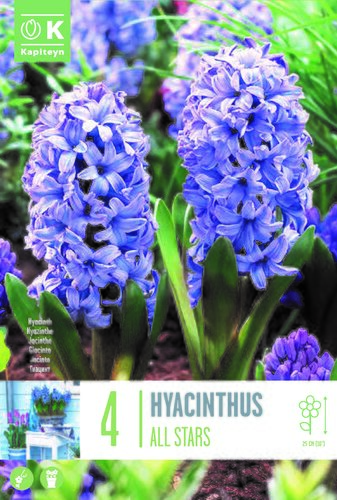 Hyacinth All Stars x 4