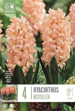 Hyacinth Best Seller