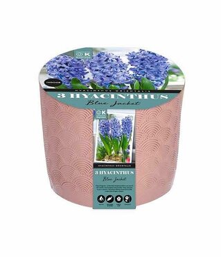 Hyacinth Blue Jacket Ceramic Set