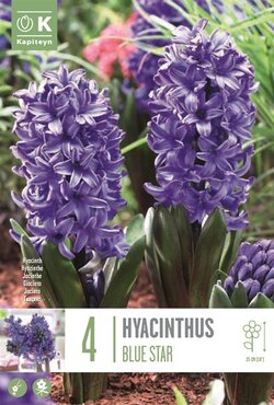 Hyacinth Blue Star