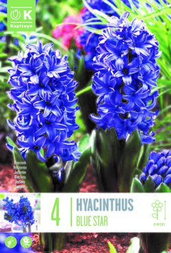 Hyacinth Blue Star x 4