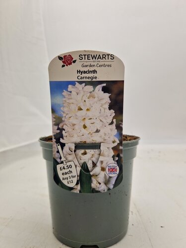 Hyacinth Carnegie Potted Bulb 1 Litre
