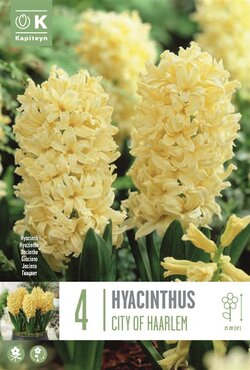 Hyacinth City Of Haarlem