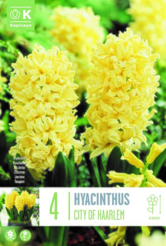 Hyacinth City Of Haarlem x 4