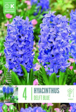 Hyacinth Delft Blue