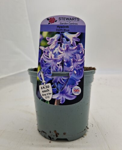 Hyacinth Delft Blue Potted Bulb 1 Litre