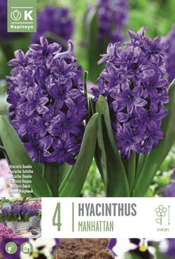 Hyacinth Double Manhattan