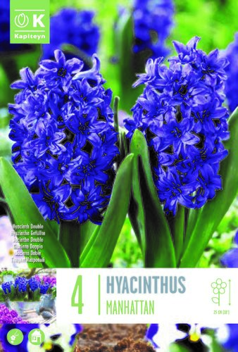Hyacinth Double Manhattan x 4
