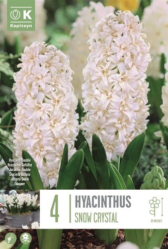 Hyacinth Double Snow Crystal
