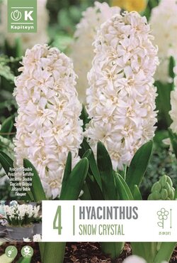 Hyacinth Double Snow Crystal