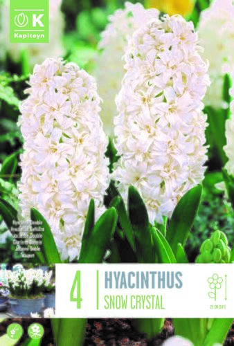 Hyacinth Double Snow Crystal x 4