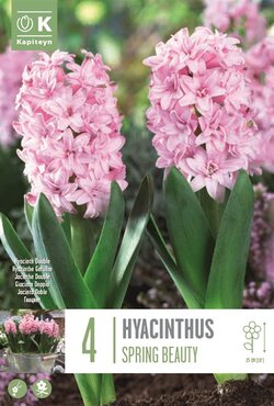 Hyacinth Double Spring Beauty