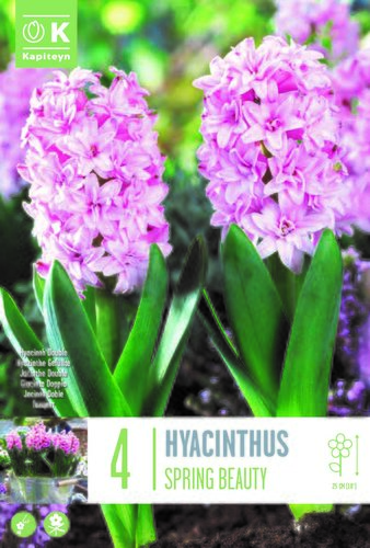 Hyacinth Double Spring Beauty x 4