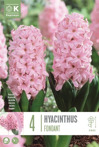 Hyacinth Fondant
