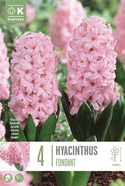 Hyacinth Fondant