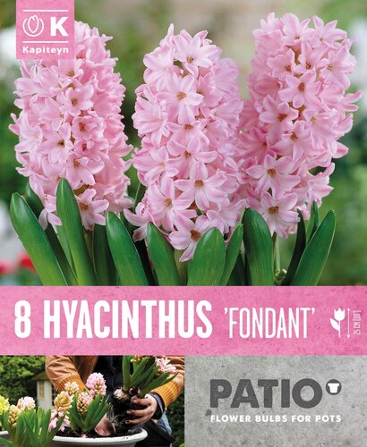 Hyacinth Fondant Patio Pack