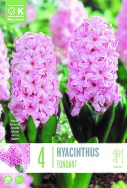 Hyacinth Fondant x 4